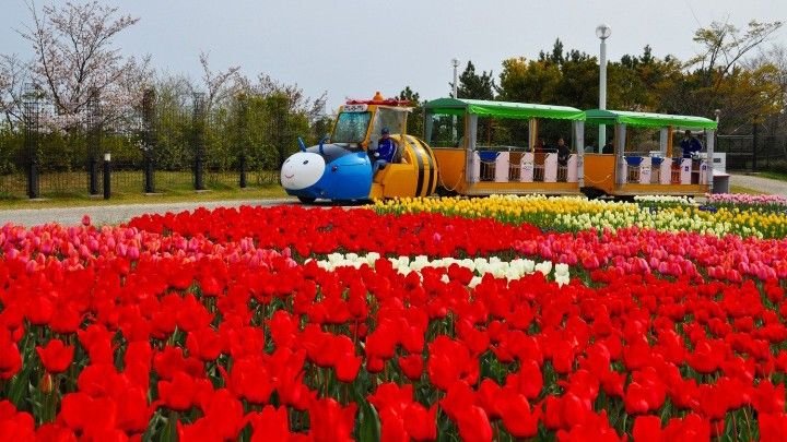 🌸 국영 아카시 해협 공원(고쿠에이 아카시 카이쿄 코엔) 이미지 6